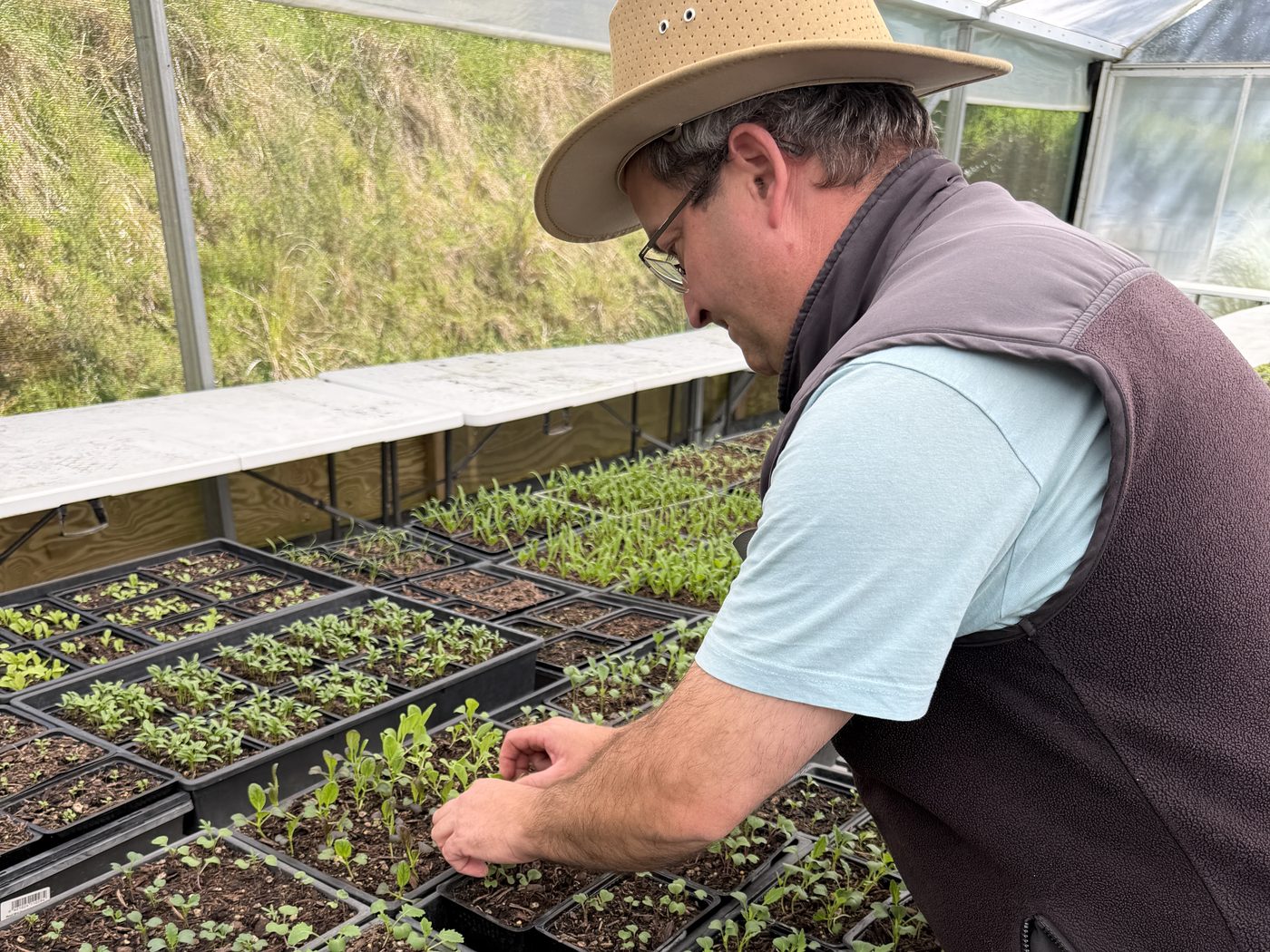 The grower checking trays of young seedlings on a bench inside the greenhouse