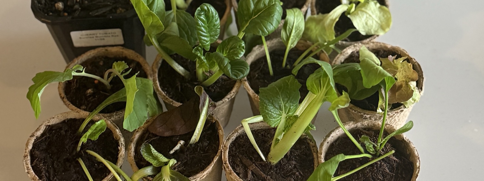 Seedlings in compostable pots, packed and ready to send, with a punnet of cherry tomatoes