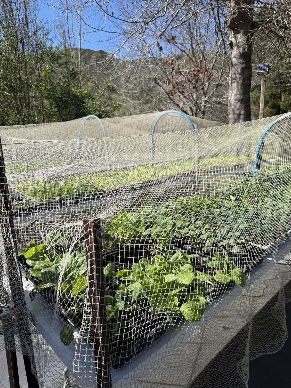 Rows of lettuce and brassica seedlings under netting on blue hoops, hills behind