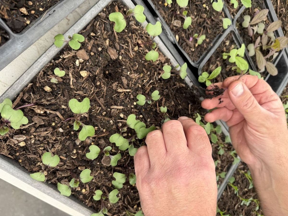 Hands lifting seedlings from a tray at the nursery