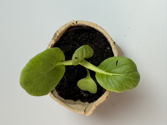 A pak choi seedling in a compostable pot